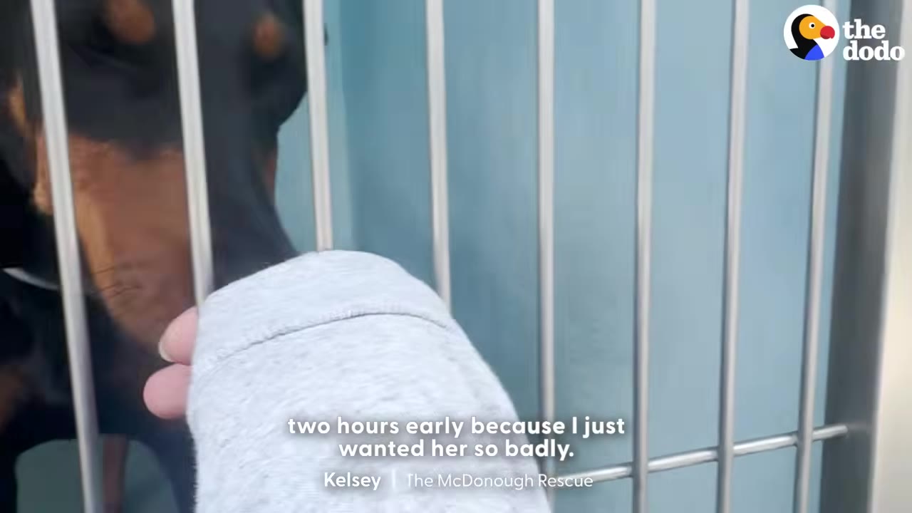 A person wearing a grey long-sleeved shirt reaches a hand through the metal bars of a kennel towards a black and tan dog.