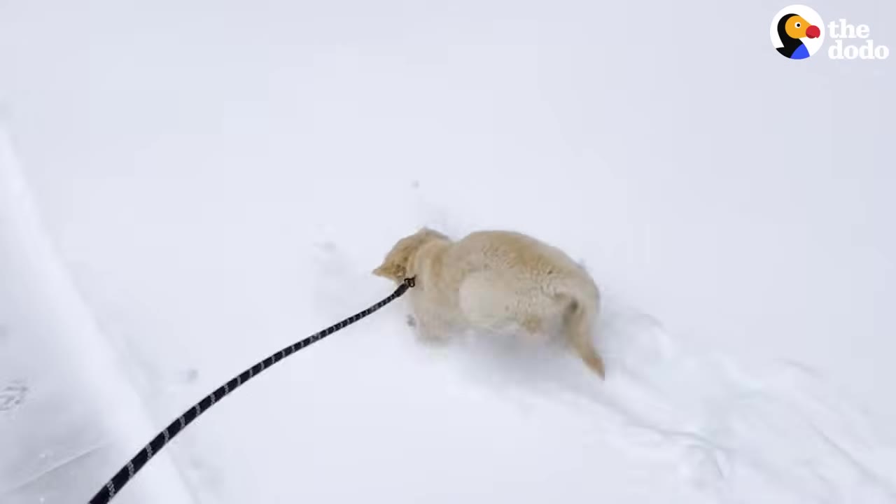 A high-angle view of a golden dog on a leash walking through deep snow.