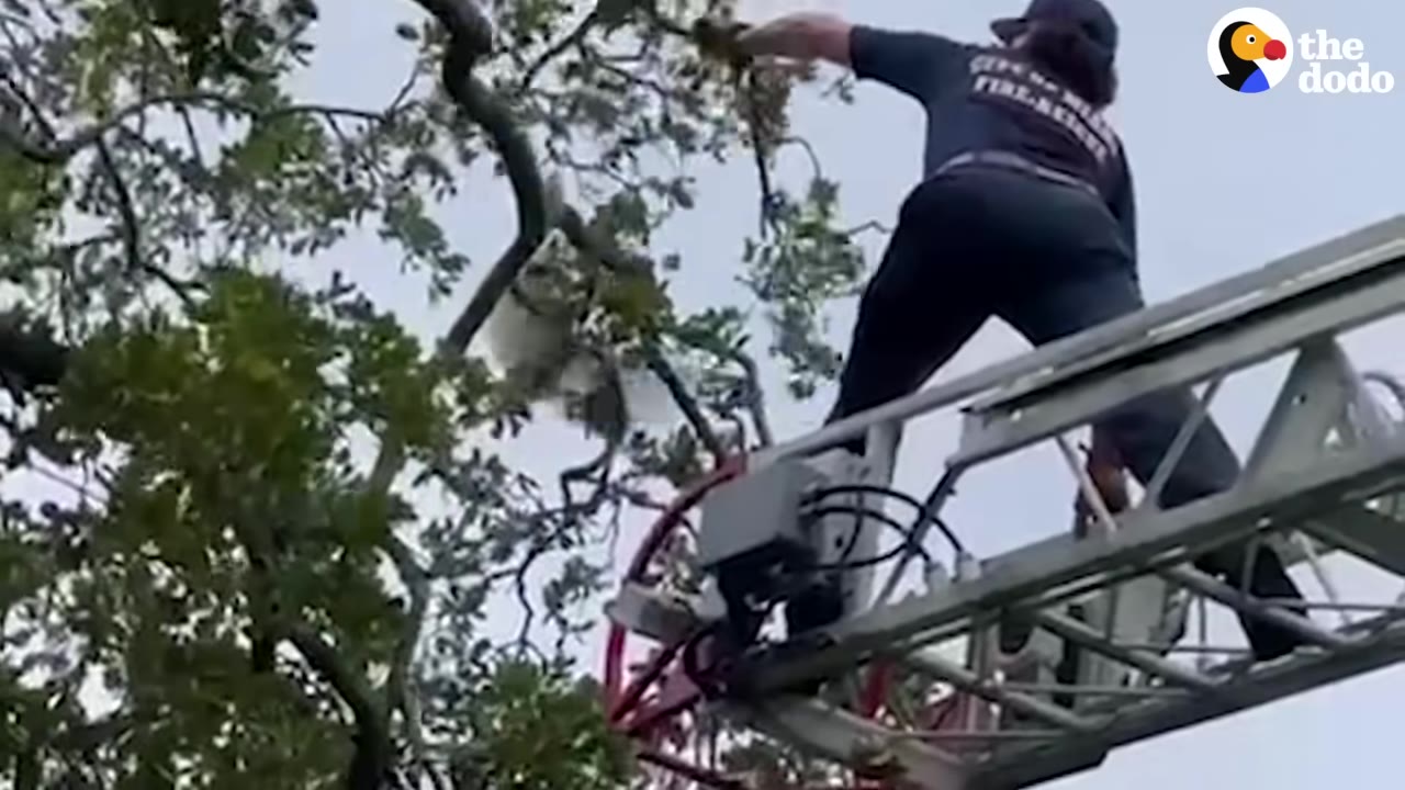 A firefighter stands at the end of an extended ladder, reaching out toward a small animal nestled in the branches of a tree.
