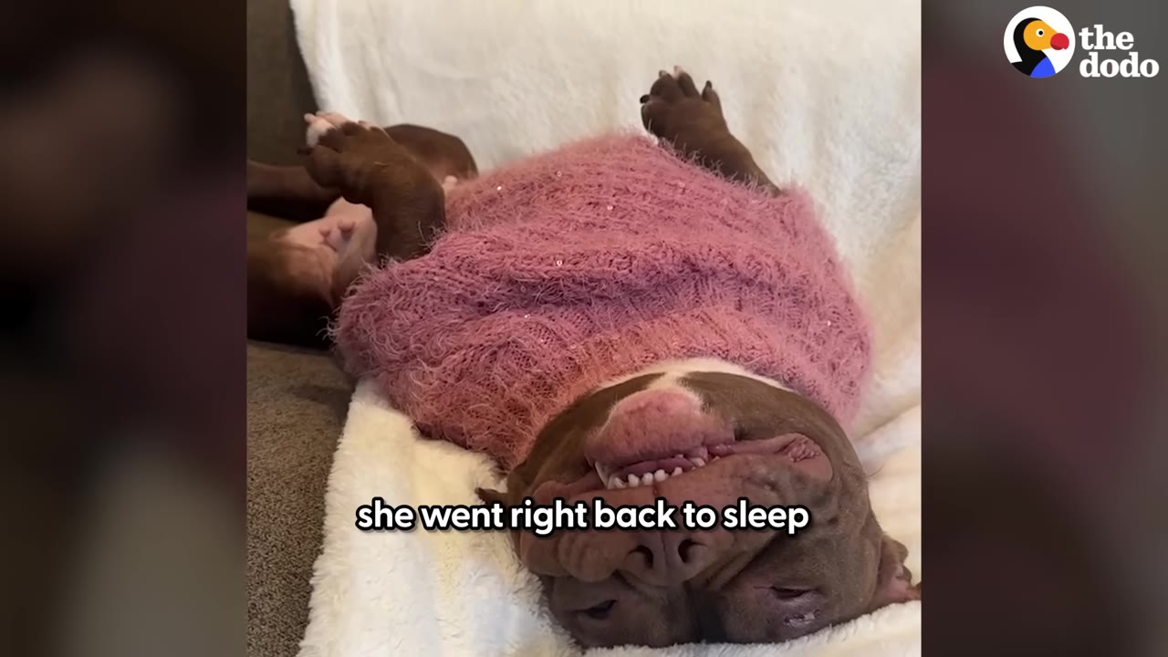 A brown dog wearing a fuzzy pink sweater sleeps upside down on a white blanket.