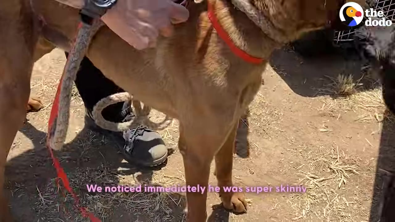 A close-up shot of a brown dog standing outdoors with a thick rope tied around its neck as a person's hand reaches near its collar.