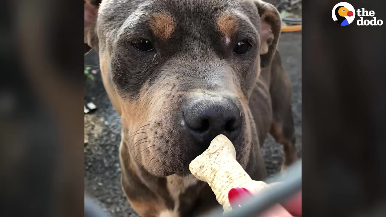 A close-up of a brown and grey dog taking a bone-shaped treat from a hand with red nail polish.