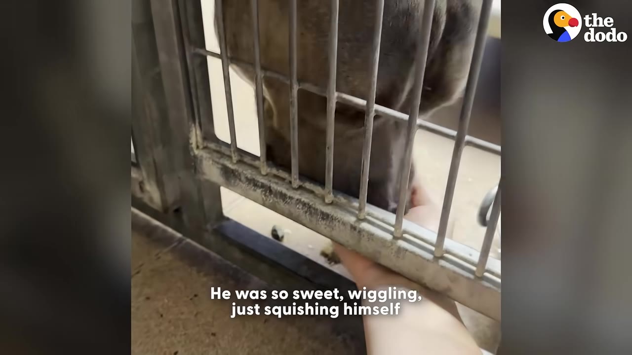 A close-up shot of a dog pressing its snout against the metal bars of a shelter cage as a person's hand reaches in to gently pet it.