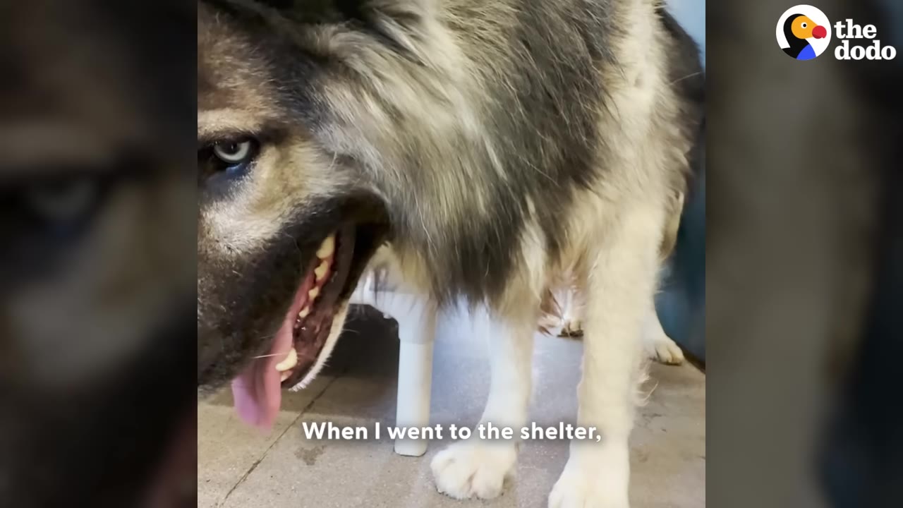 A large, fluffy grey and white dog standing in a shelter kennel next to a white cot.