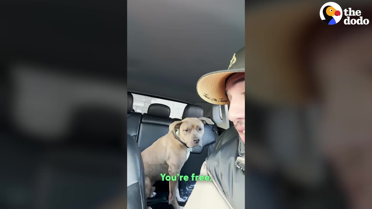A light brown dog sitting in the back seat of a car, looking forward as a man in a baseball cap looks back at him, with the text 'You're free' overlaid on the screen.