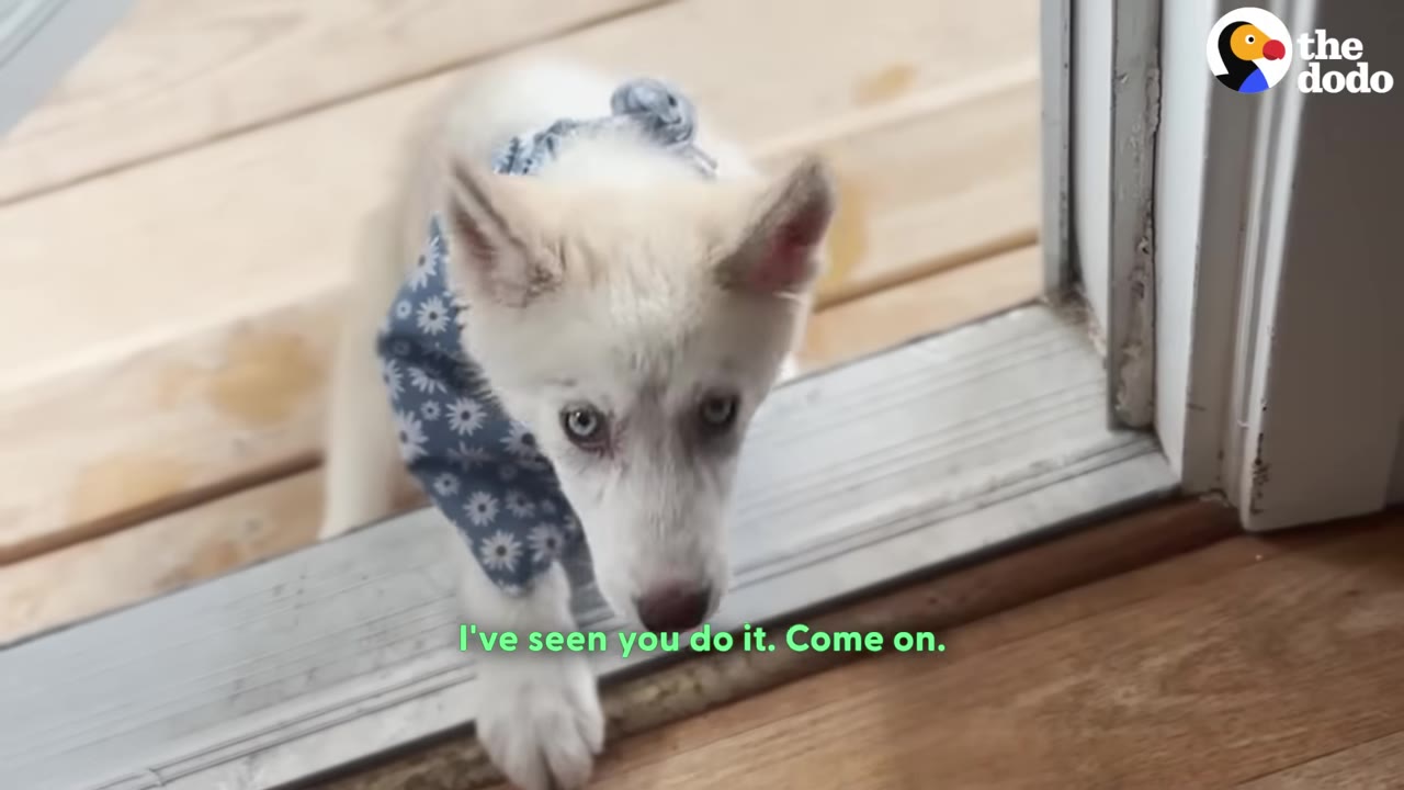 A fluffy white husky puppy wearing a blue floral bandana stands at a doorway threshold, looking up with bright eyes.
