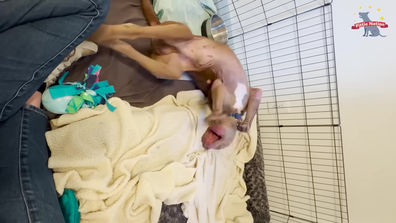 A light brown dog rolling happily on its back on a soft blanket next to a person.