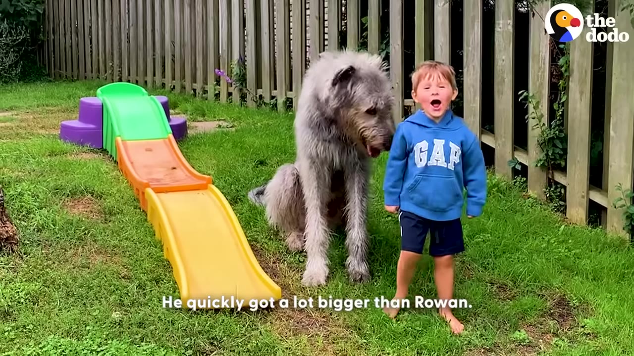 A large, shaggy grey dog sits on the grass next to a young boy wearing a blue GAP hoodie in a backyard.