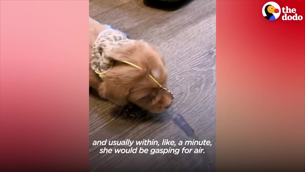 A small golden puppy wearing a patterned vest and a yellow tube secured to her head stands on a wooden floor.