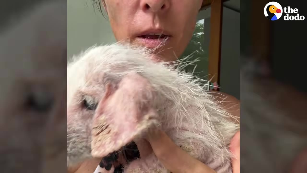A close-up shot of a woman holding a small, scruffy, light-colored puppy with sparse fur close to her chest.