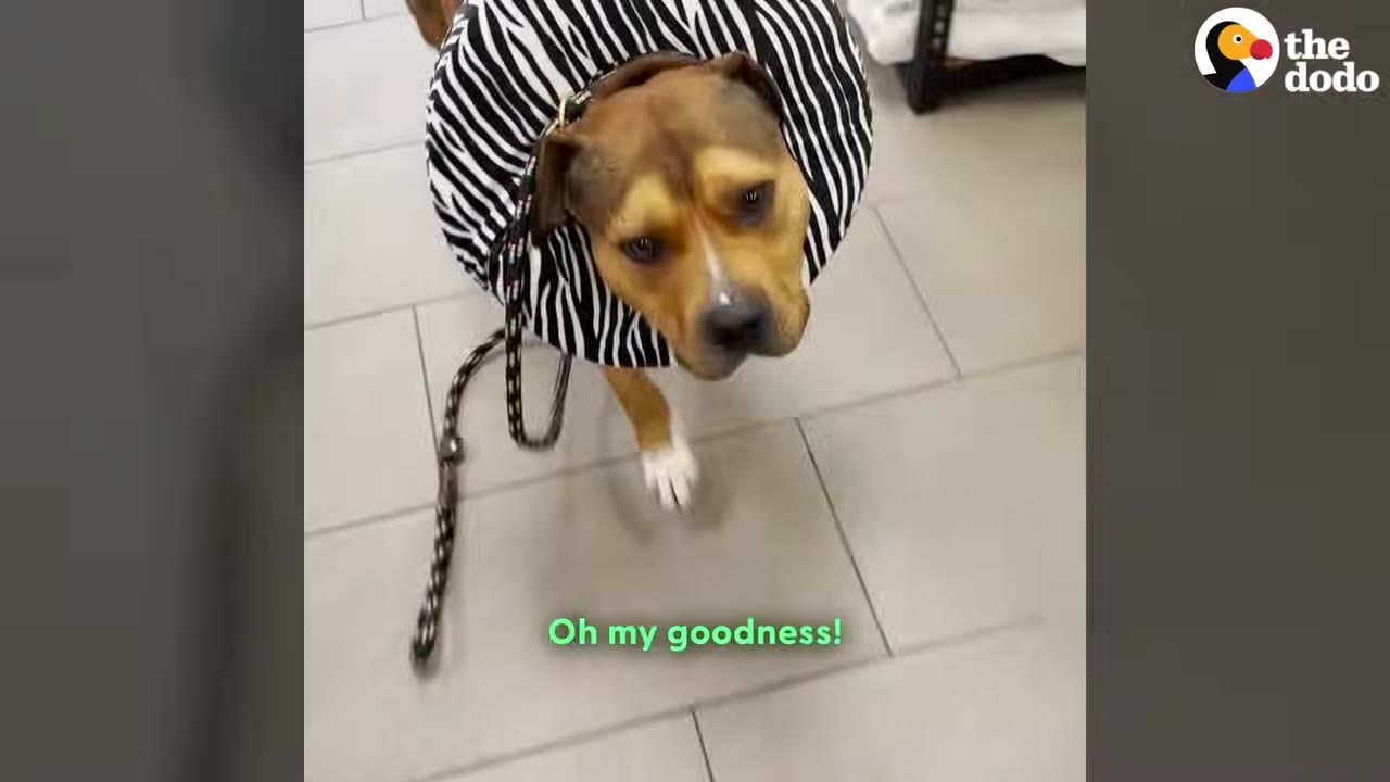 A brown and white dog wearing a black and white striped recovery collar stands on a tiled floor, looking up at the camera.