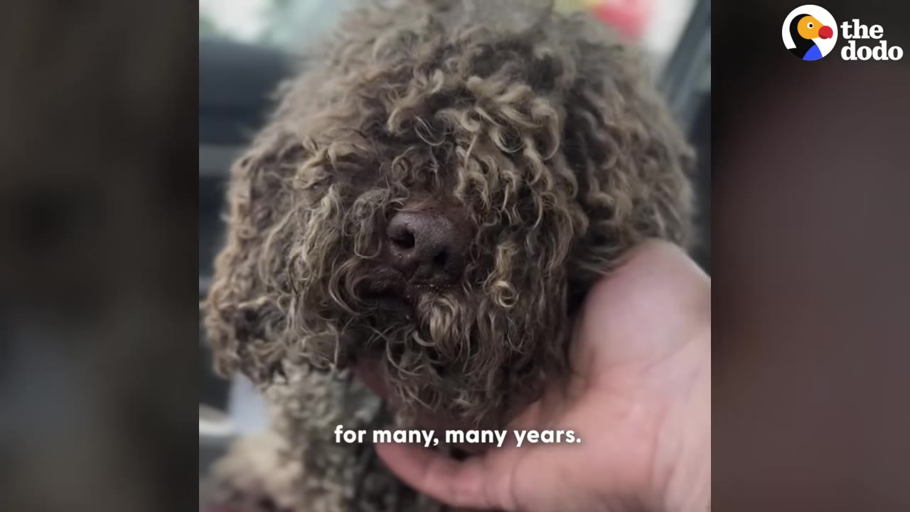 A person's hand gently cradles the chin of a dog with extremely matted, curly brown fur that completely covers its eyes, leaving only its nose visible.