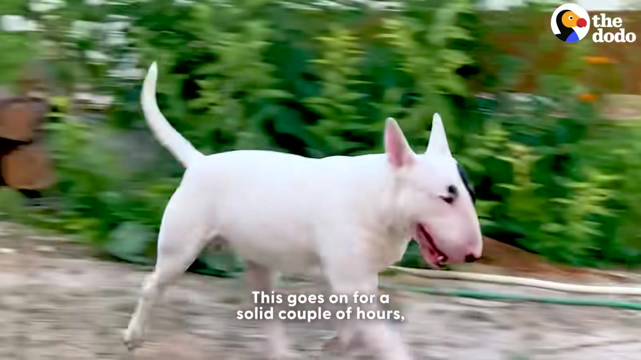 A white Bull Terrier running playfully through a garden with green foliage in the background.