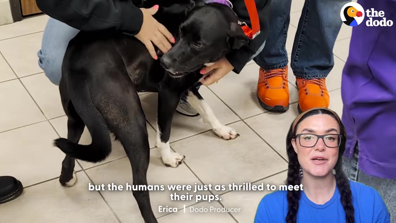 A black dog with white paws stands on a tiled floor while being petted by several people.