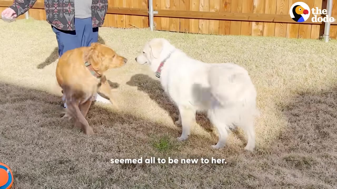 A fluffy white dog and a golden retriever stand facing each other on a grassy lawn in front of a wooden fence.