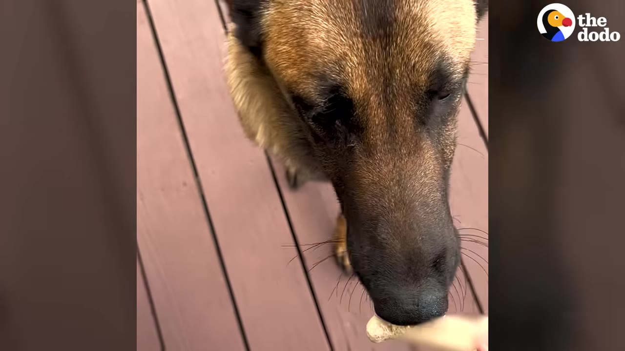 A close-up of a German Shepherd's face as a hand offers it a bone-shaped treat.