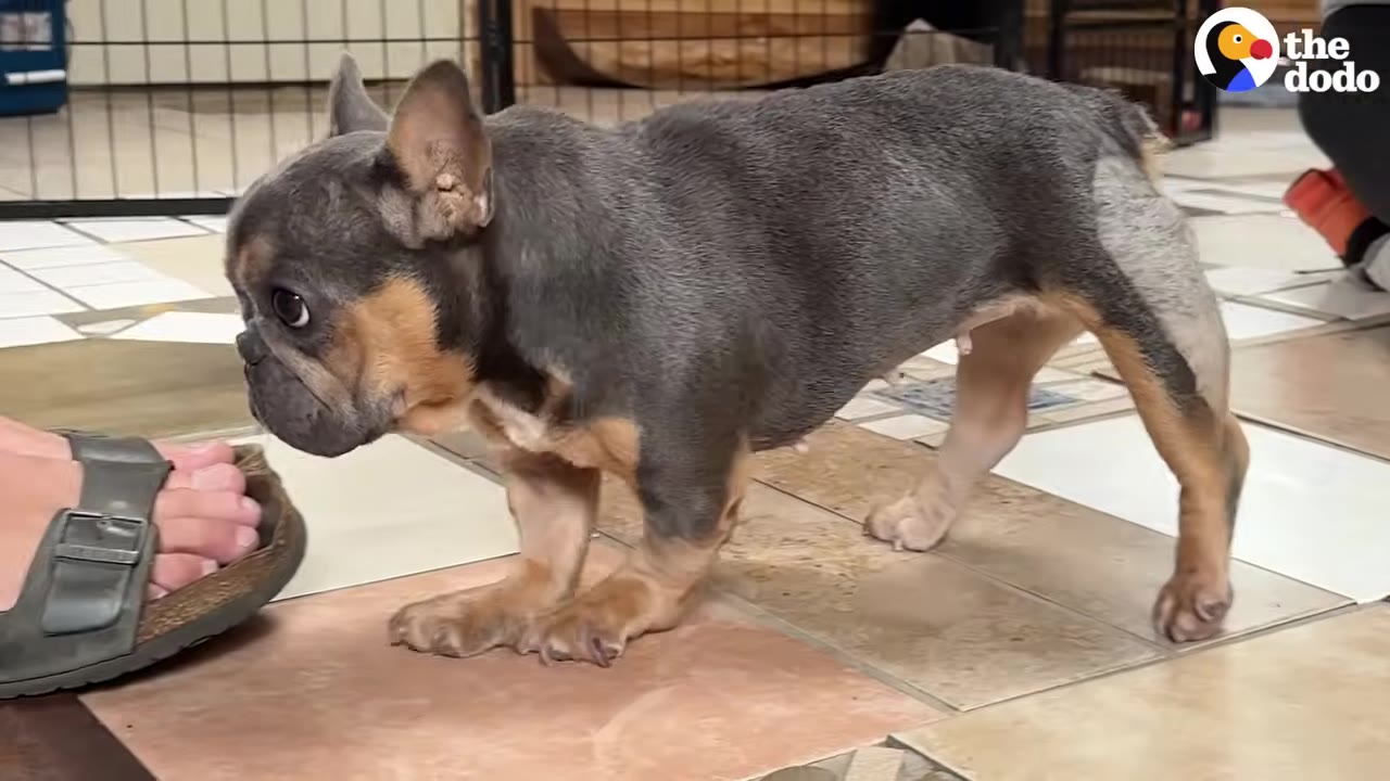 A small grey and tan French Bulldog stands on a tiled floor, curiously sniffing a person's foot wearing a grey sandal.