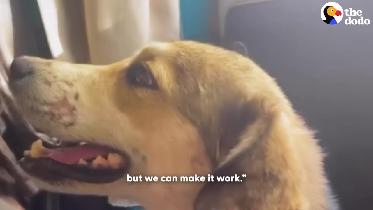 A close-up profile of a light brown dog inside a vehicle, looking forward with its mouth slightly open.