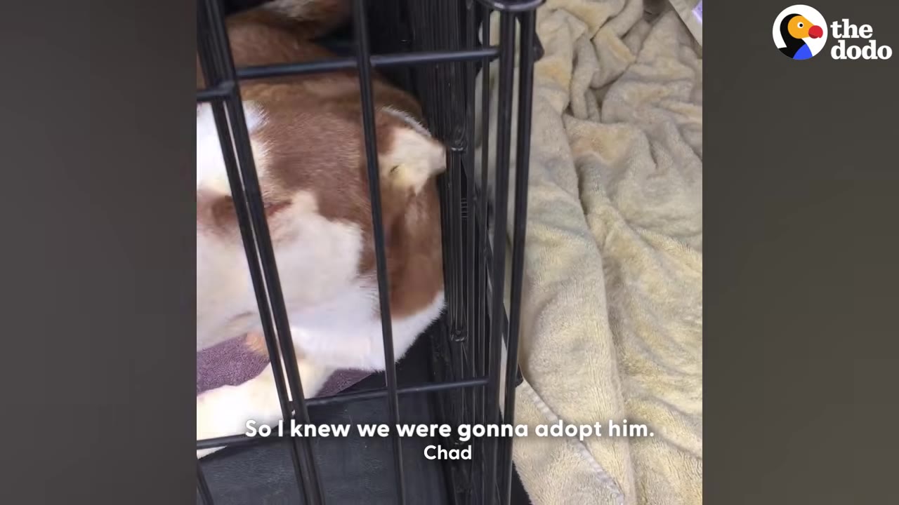 A brown and white dog resting inside a black wire crate next to a yellow blanket.