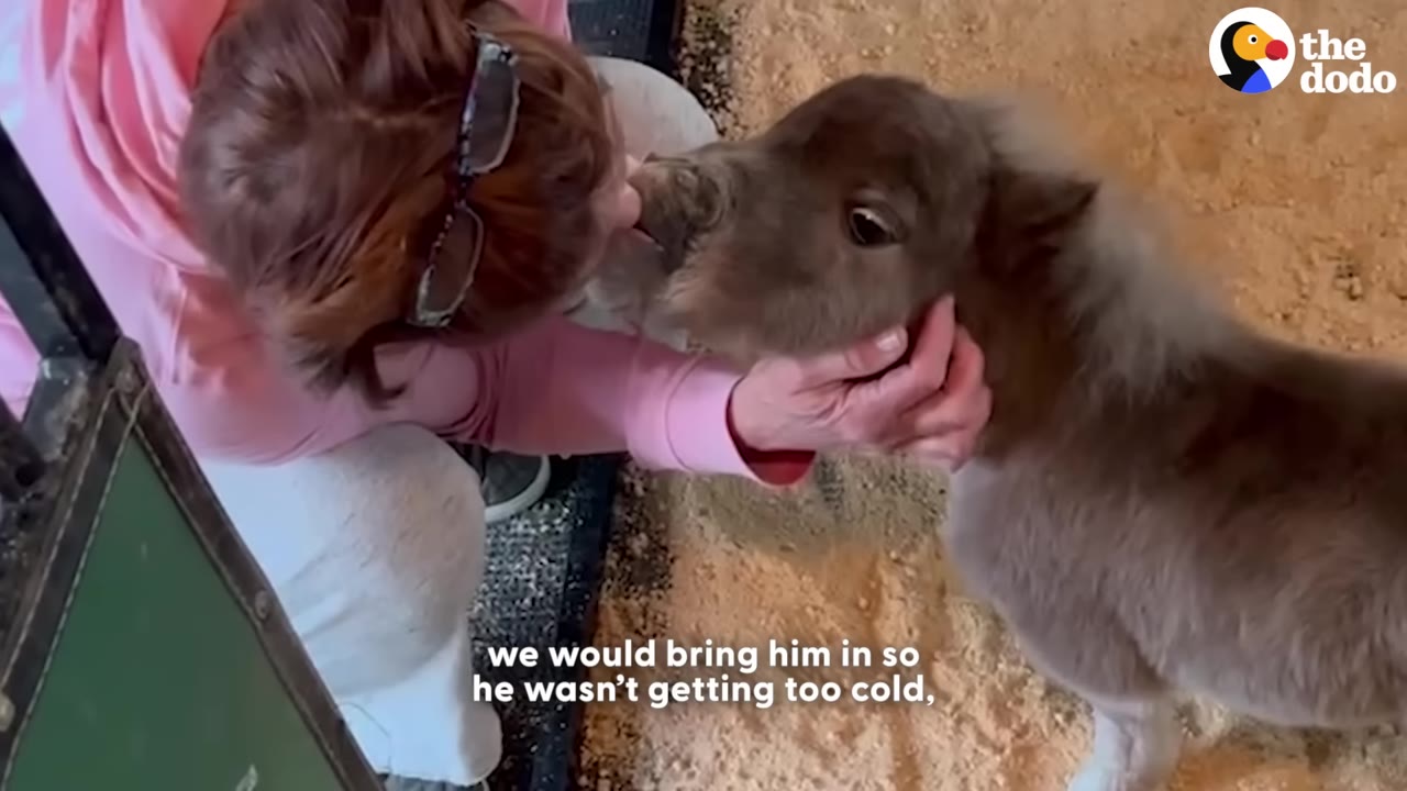 A woman in a pink sweatshirt leans down to kiss a small brown miniature horse standing on wood shavings.