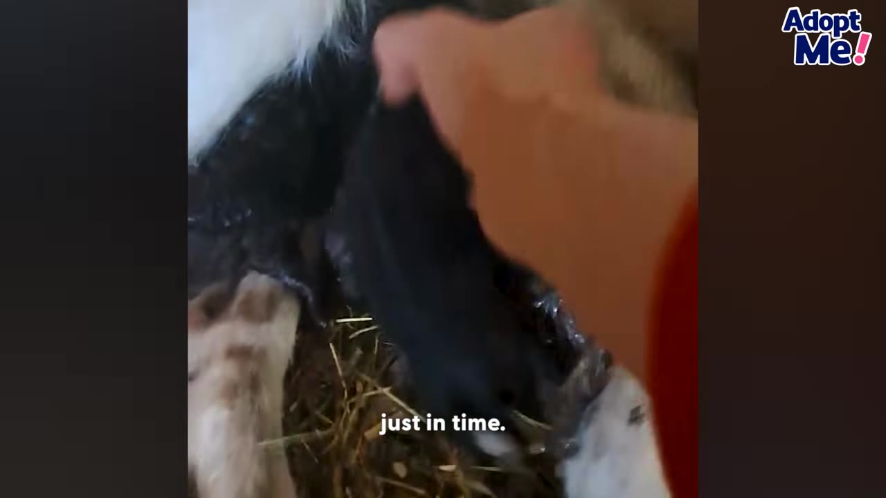 A hand reaches down to gently pet a black and white dog lying on a bed of straw.