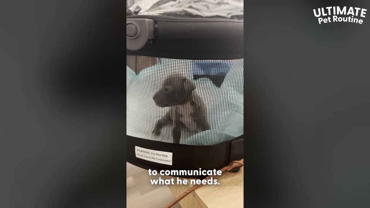A tiny dark brown puppy looks out through the mesh window of a black pet carrier.