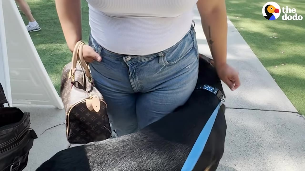 A close-up shot of a woman in a white top and blue jeans standing next to a black and tan dog wearing a blue collar.