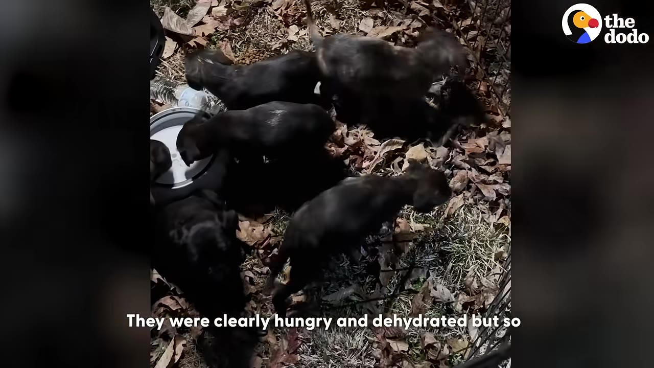 Several small black puppies gather around a food and water bowl on a bed of dry leaves.