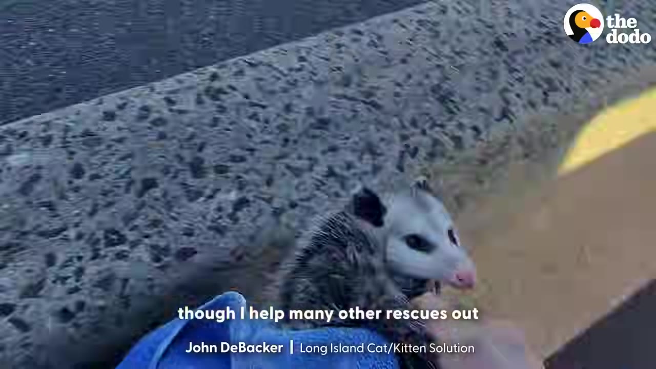 A close-up of a rescued opossum being held securely by a person near a concrete barrier.