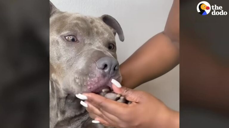 Georgia Dog Struggled With Constant Itching Until His Mom Realized Exactly How To Comfort Him