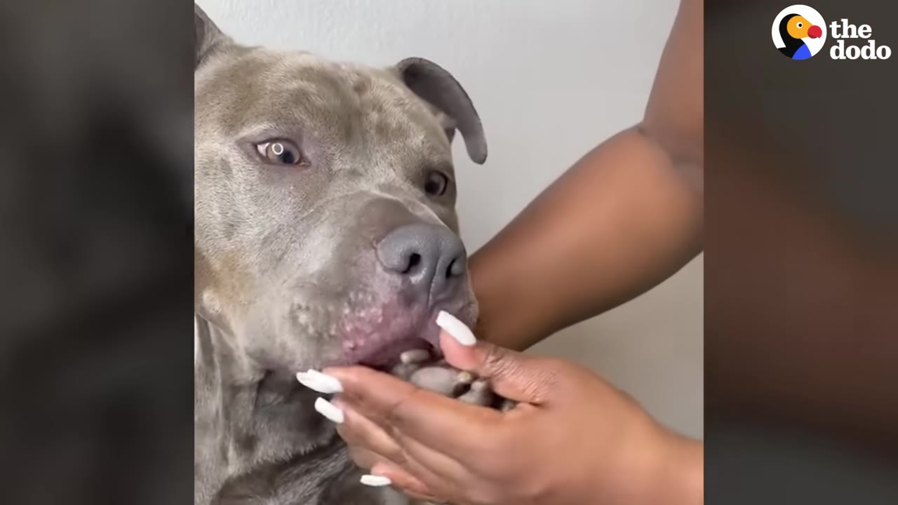 A close-up of a grey pit bull dog having its chin and mouth area gently examined by a person's hands with white fingernails.