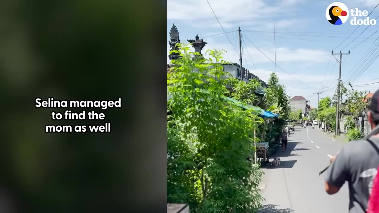 A view down a sunny street in Bali as rescuers search for a dog, with lush green plants on the left and a dog visible in the distance.