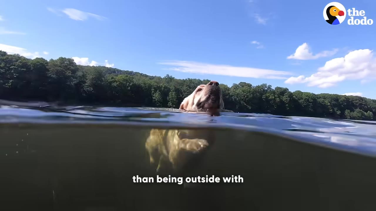 A split-level underwater and above-water shot of a golden retriever swimming in a calm lake under a blue sky.