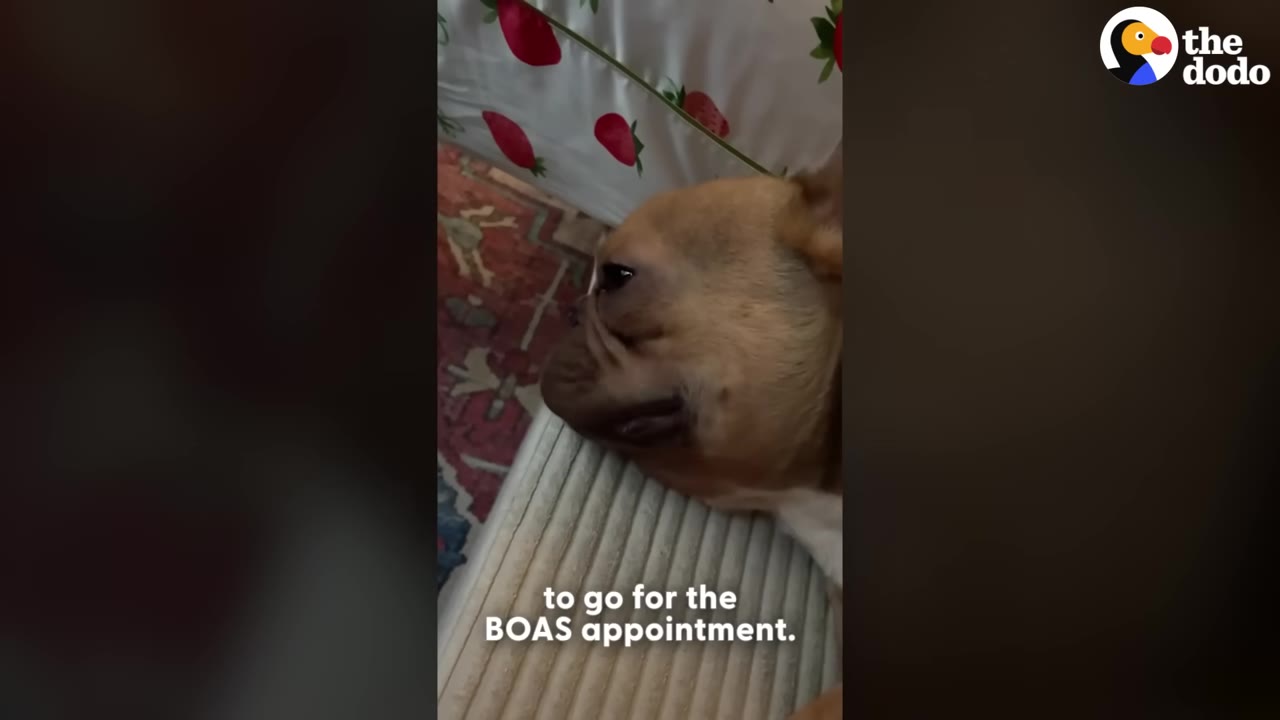 A close-up of a tan French bulldog lying down, with text on screen reading 'to go for the BOAS appointment.'
