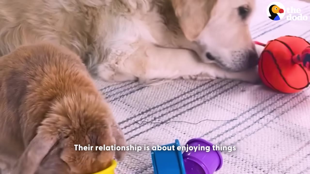 A golden retriever lies on a striped rug next to a small brown rabbit who is sniffing a yellow plastic cup, with other colorful toys scattered nearby.