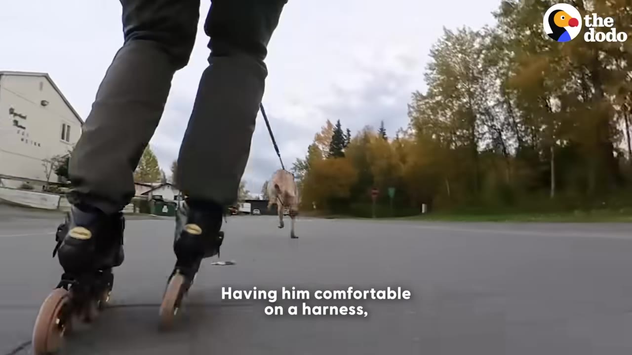 A low-angle shot of a person rollerblading on an asphalt road, being pulled by a dog on a harness in the distance.