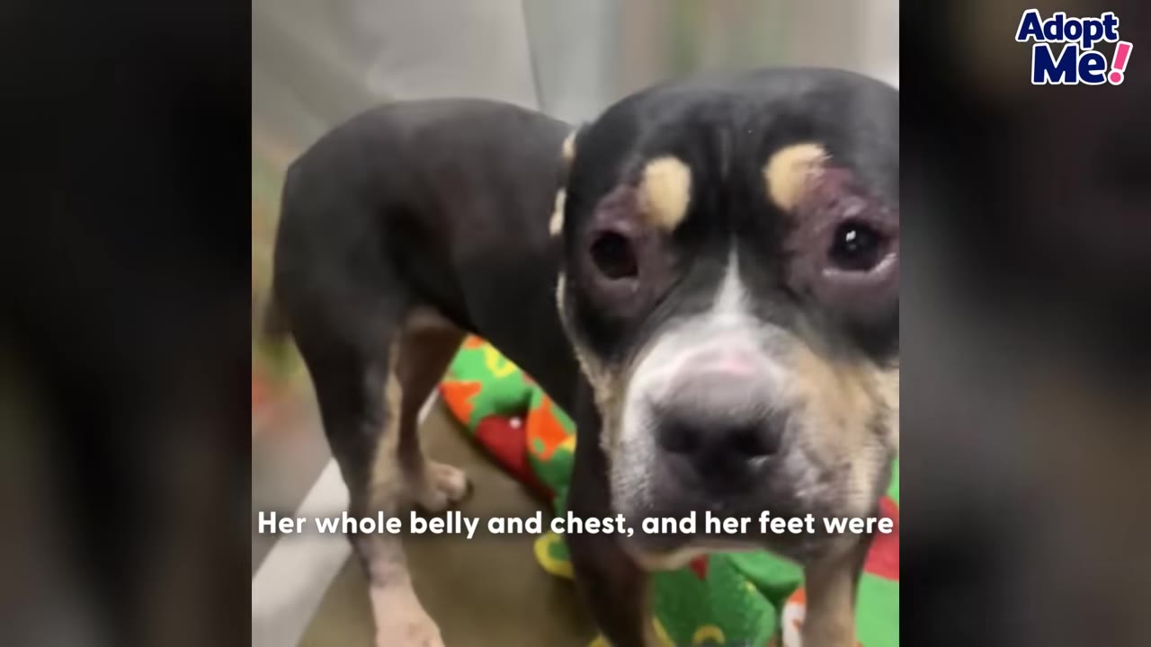 A close-up shot of a black, white, and tan dog looking directly at the camera with swollen, irritated eyes.
