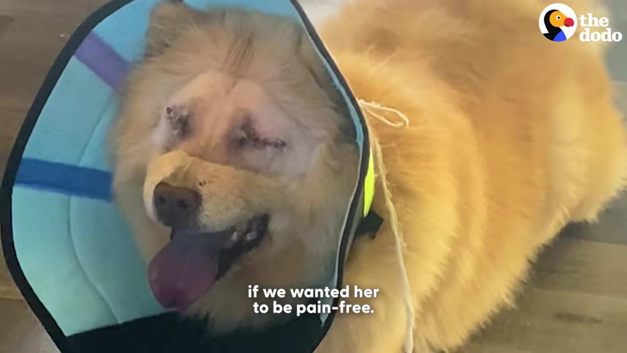 A fluffy golden dog wearing a protective medical cone, showing stitched-closed eyes after surgery.