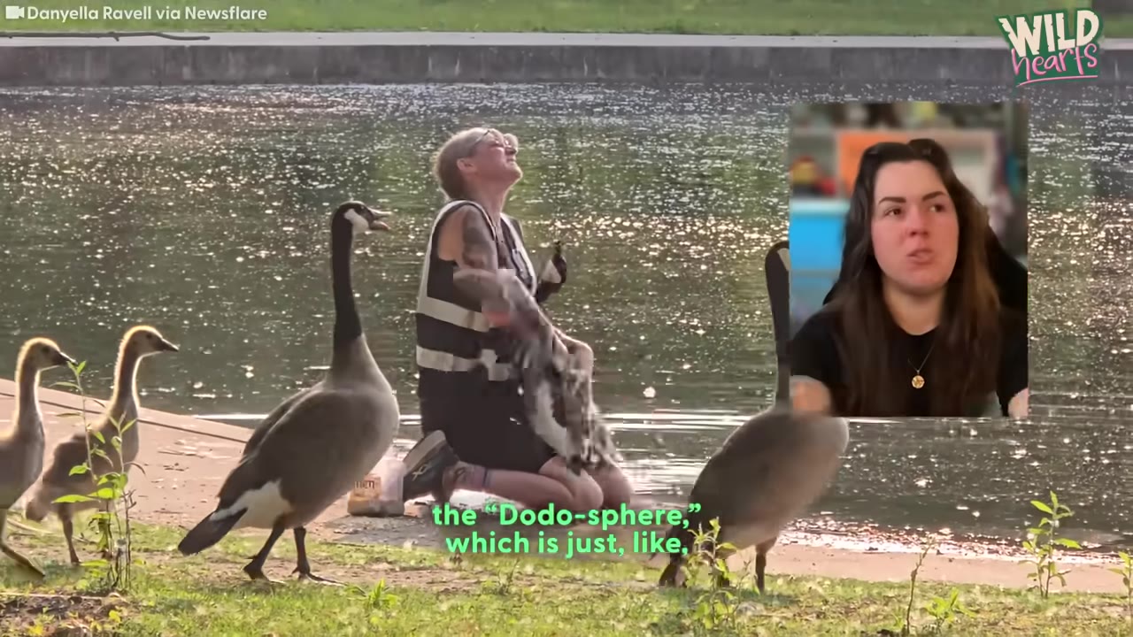 A woman kneeling by a body of water, holding a bird while surrounded by geese.