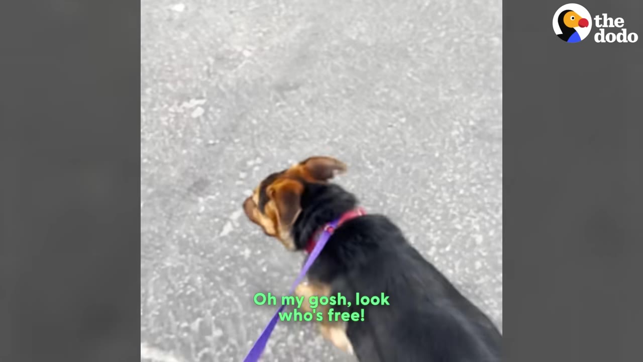 A black and tan puppy wearing a red collar and a purple leash walks on a concrete path, viewed from behind.