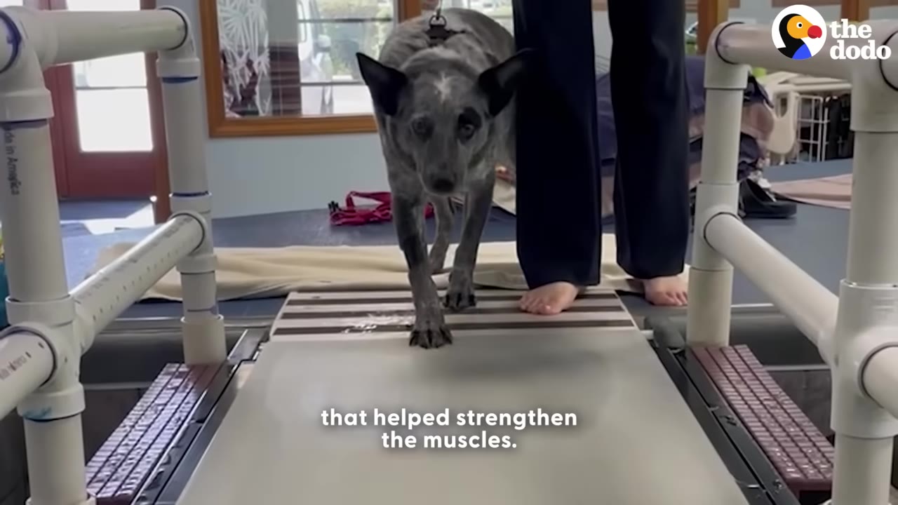 A grey and black speckled dog walks on an underwater treadmill during a physical therapy session, guided by a person standing alongside.