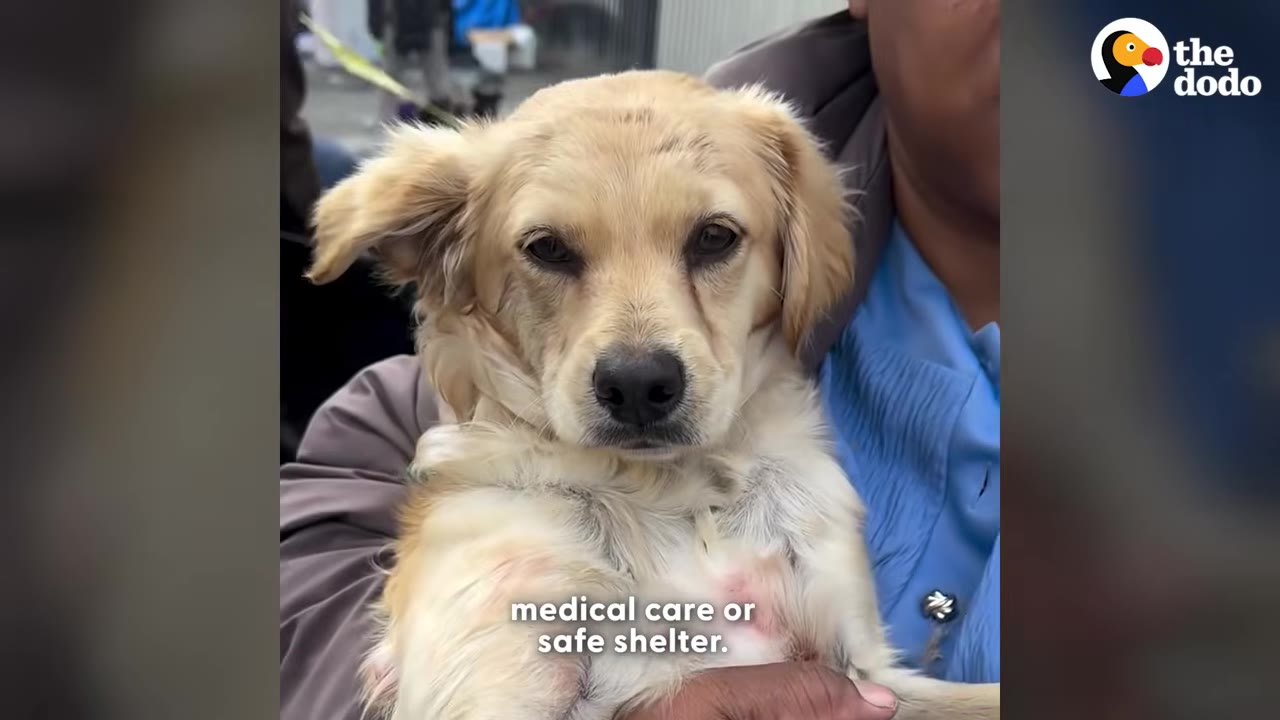 A close-up of a light brown dog with sad eyes being held in someone's arms.