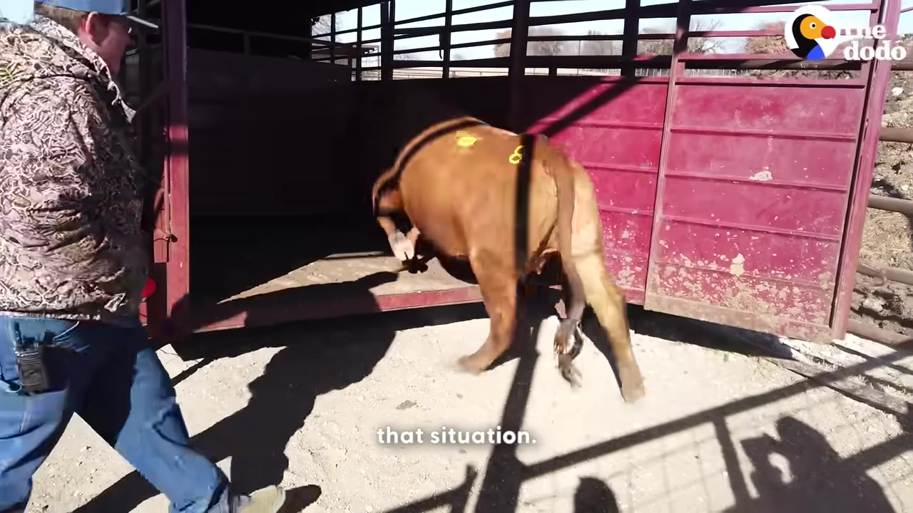 A brown cow is loaded into a red livestock trailer as a man in a camouflage jacket guides it.