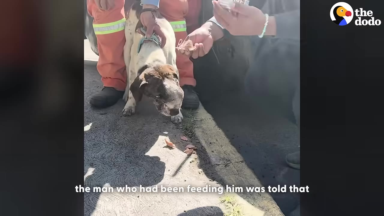 A close-up shot of a dog with a swollen head being offered food from a person's hand on the street.