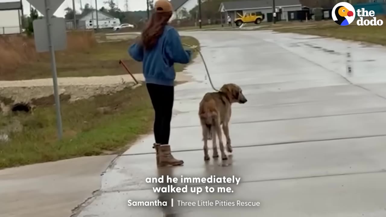 A woman in a blue jacket and black pants walks a thin, light brown dog on a leash down a wet paved road.