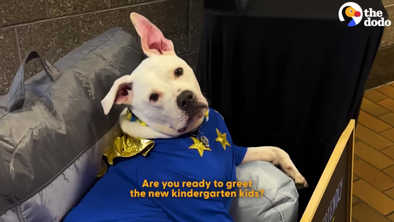 A white dog wearing a blue shirt with gold stars sits on a gray cushion, looking directly at the camera.