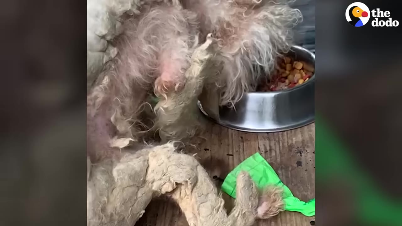 A severely neglected dog with heavily matted, dirty fur eating food from a metal bowl.