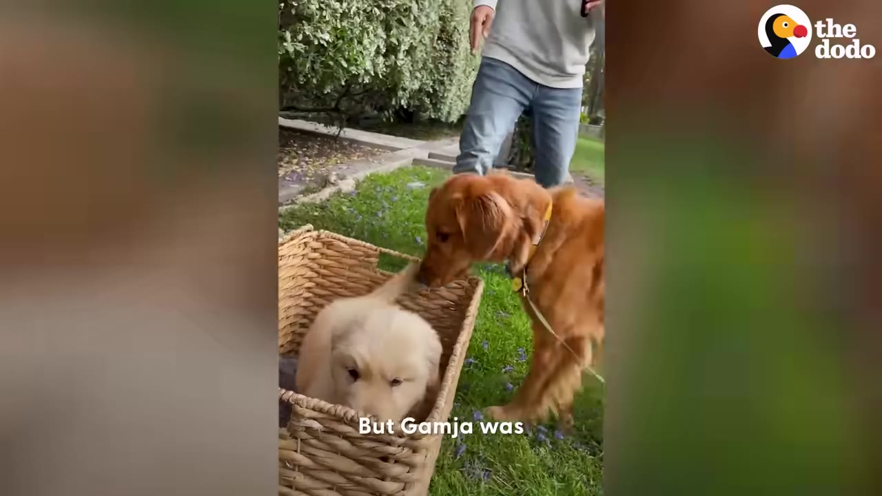 A golden retriever sniffs a small, light-colored puppy sitting inside a woven basket on a grassy lawn.