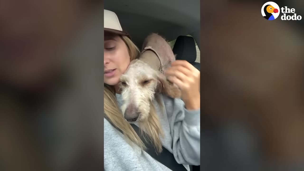 A light-colored, scruffy dog rests its head on the shoulder of a woman wearing a baseball cap inside a car.