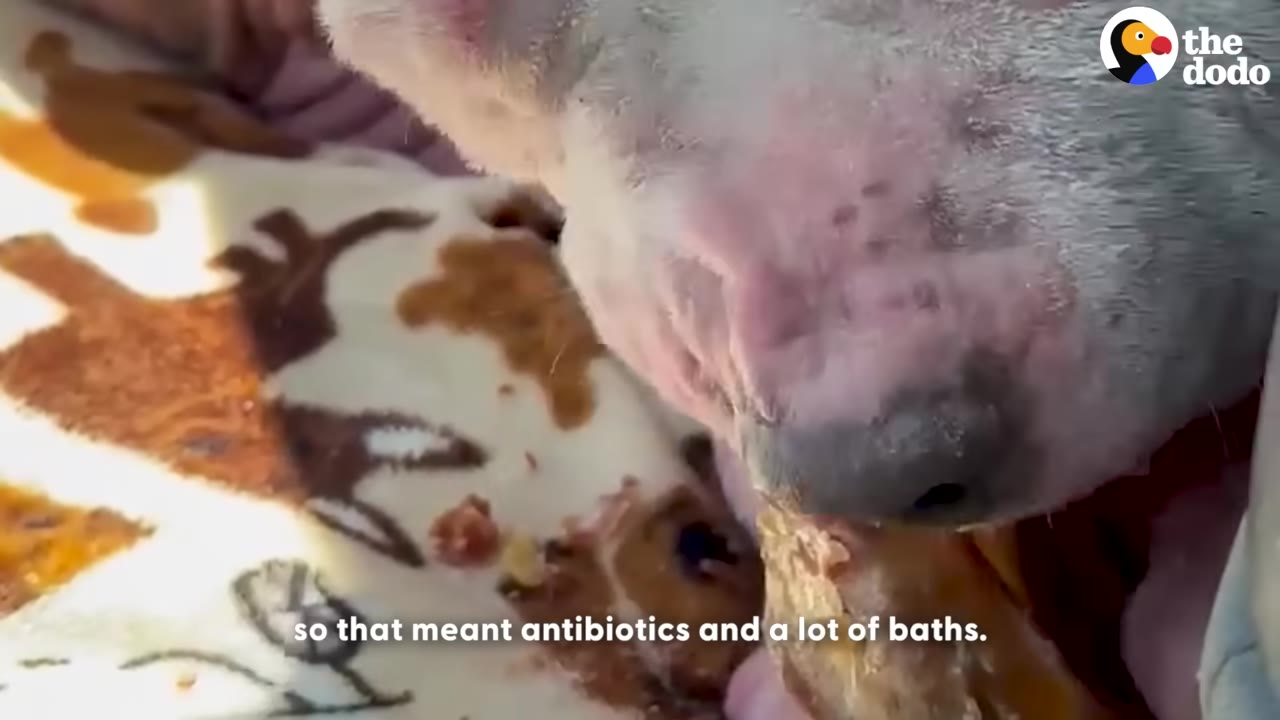 A close-up of a dog with pink, irritated skin on its snout, resting its head on a patterned blanket.